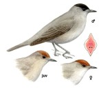 Sylvia atricapilla picture-4