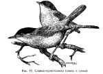 Sylvia atricapilla picture-5