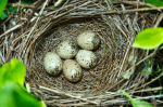 Sylvia communis photo bird's nest-1