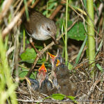 Sylvia communis photo bird's nest-2