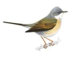 Sylvia communis picture-1