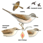 Sylvia communis picture-2