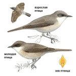 Sylvia communis picture-3