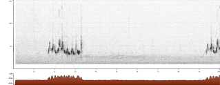 Sylvia communis sono song male