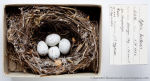 Sylvia hortensis photo bird's nest-1