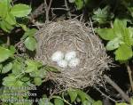 Sylvia hortensis photo bird's nest-2