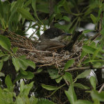 Sylvia hortensis photo bird's nest-3