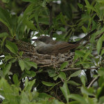 Sylvia hortensis photo bird's nest-4
