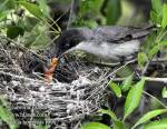 Sylvia hortensis photo bird's nest-5