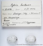 Sylvia hortensis photo egg laying