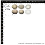 Sylvia nisoria photo egg laying-1