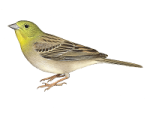 Серая овсянка - Emberiza cineracea picture-1