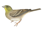 Серая овсянка - Emberiza cineracea picture-2