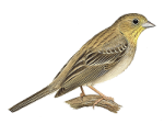 Серая овсянка - Emberiza cineracea picture-3