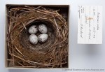 Огородная овсянка - Emberiza cirlus гнездо с кладкой яиц