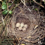 Огородная овсянка - Emberiza cirlus кладка яиц в гнезде