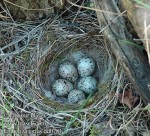 Огородная овсянка - Emberiza cirlus гнездо