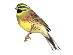 Огородная овсянка - Emberiza cirlus picture-1