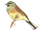Огородная овсянка - Emberiza cirlus picture-2