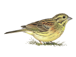 Огородная овсянка - Emberiza cirlus picture-3