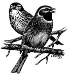 Огородная овсянка - Emberiza cirlus picture-5