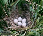 Ошейниковая овсянка - Emberiza fucata гнездо кладкой яиц