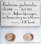Овсянка Янковского - Emberiza jankowskii яйца