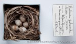 Овсянка Янковского - Emberiza jankowskii гнездо с кладкой яиц