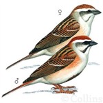 Овсянка Янковского - Emberiza jankowskii picture-2
