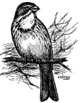 Просянка - Miliaria calandra picture-7