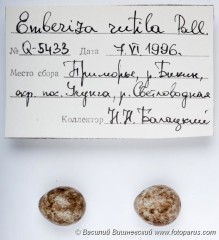 Рыжая овсянка - Ocyris rutilus яйца