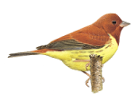 Рыжая овсянка - Ocyris rutilus picture-1