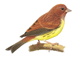 Рыжая овсянка - Ocyris rutilus picture-2