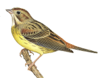Рыжая овсянка - Ocyris rutilus picture-3