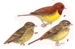 Рыжая овсянка - Ocyris rutilus picture-4
