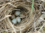 Певчая овсянка - Melospiza melodia nest-1