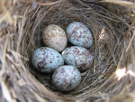 Певчая овсянка - Melospiza melodia nest-2