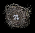 Певчая овсянка - Melospiza melodia nest-3