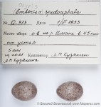 Седоголовая овсянка - Ocyris spodocephalus яйца
