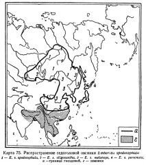 Седоголовая овсянка - Ocyris spodocephalus карта ареала-1