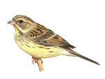 Седоголовая овсянка - Ocyris spodocephalus picture-3