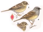 Седоголовая овсянка - Ocyris spodocephalus picture-4