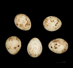 Жёлтая японская овсянка - Ocyris sulphuratus яйца