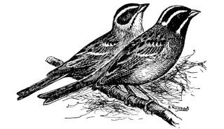 Таежная овсянка - Ocyris tristrami picture-1