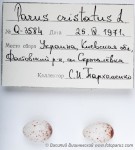 Хохлатая синица - Parus cristatus яйца-1