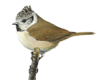Хохлатая синица - Parus cristatus картинка-2