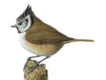Хохлатая синица - Parus cristatus картинка-3
