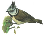 Хохлатая синица - Parus cristatus картинка-4