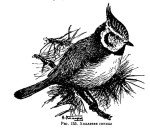 Хохлатая синица - Parus cristatus картинка-5