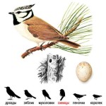 Хохлатая синица - Parus cristatus картинка-7